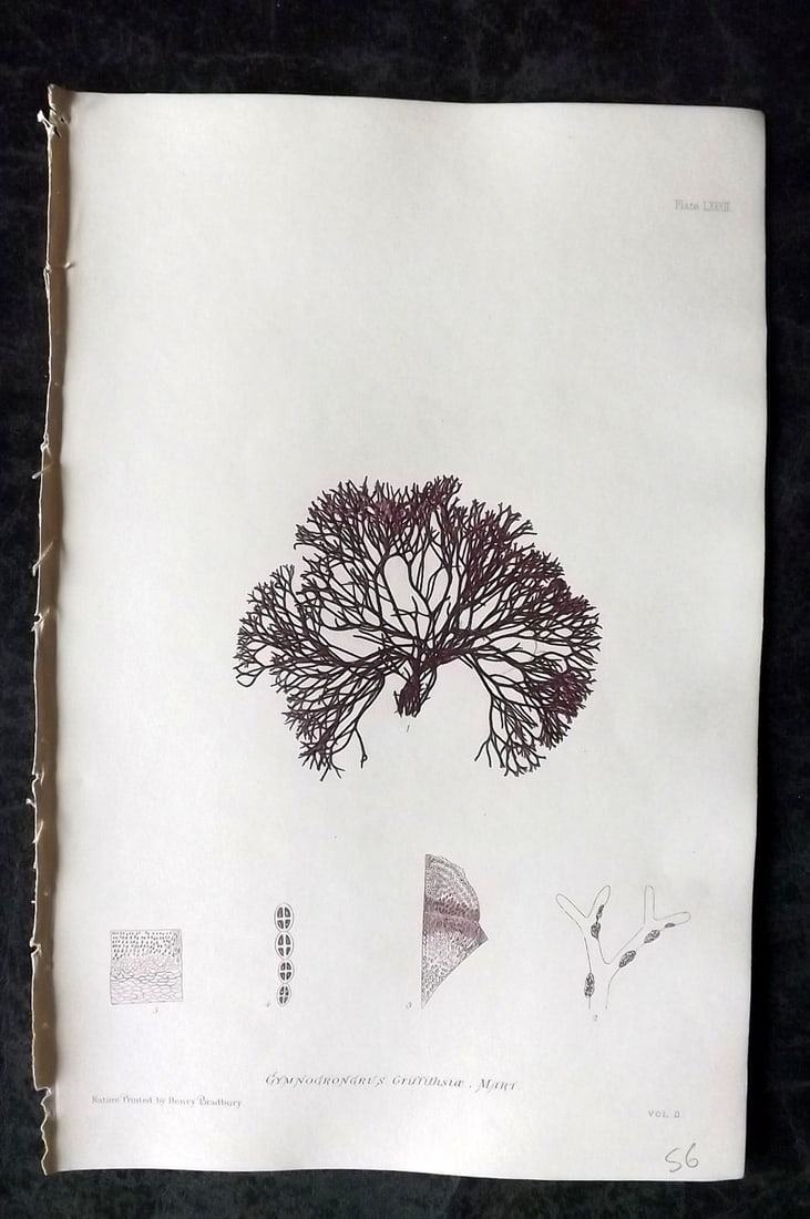Bradbury, Henry 1859 Nature Printed Seaweed Print. Gymnogrongrus Griffithsiae 82: Nature Printed Electrotype Published 1859 by Henry Bradbury, London for "The Nature-Printed British Sea-Weeds" by William Grosart Johnstone and Alexander Croall. Paper Size: 9.5 x 6 inch (24 x 15cm) I