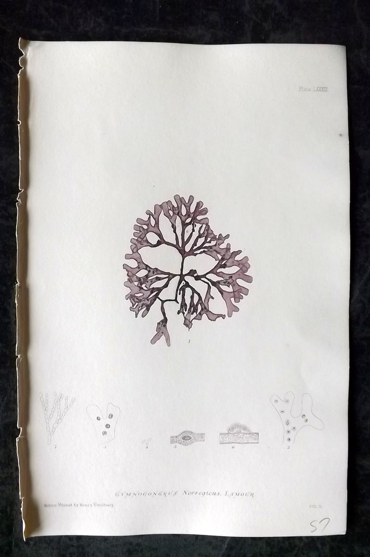Bradbury, Henry 1859 Nature Printed Seaweed Print. Gymnogrongrus Norregicus 83: Nature Printed Electrotype Published 1859 by Henry Bradbury, London for "The Nature-Printed British Sea-Weeds" by William Grosart Johnstone and Alexander Croall. Paper Size: 9.5 x 6 inch (24 x 15cm) I