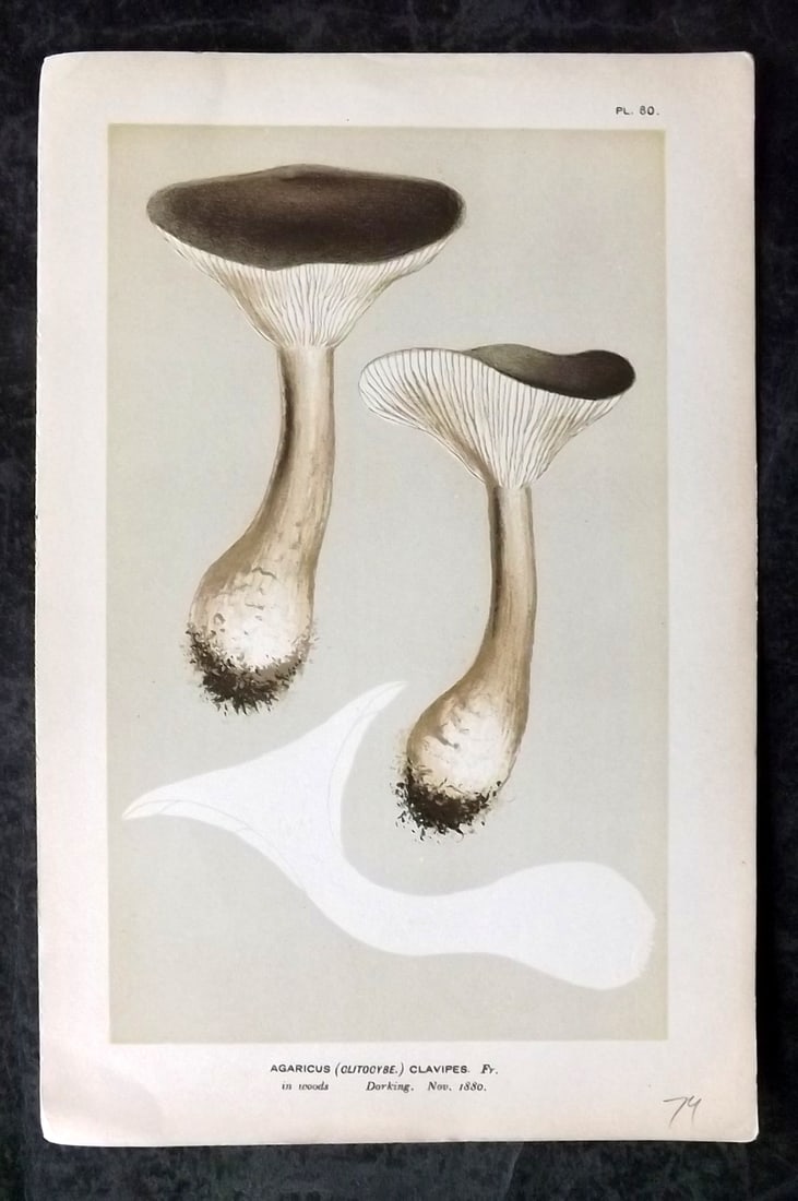 Cooke, Mordecai 1880s Mushroom Fungi Print. Agaricus Clavipes 80: Chromolithograph Published 1881-1891, London for "Illustrations to British Fungi" by Mordecai Cubitt Cooke. Paper Size: 9 x 6 inch (23 x 15cm) Good Condition