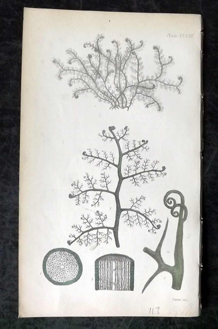 Harvey, William 1846 Hand Col Seaweed Print. Bostrychia Scorpioides 48 (1 of 1)