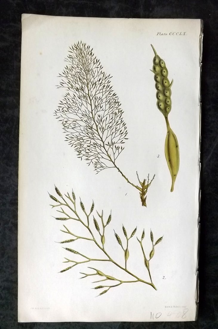 Harvey, William 1846 Hand Col Seaweed Print. Cystoseira Barbata 360: Lithograph Published 1846-51, London for "Phycologia Britannica: or a History of British Sea-Weeds" First Edition by William Henry Harvey. Fine hand colour as issued. With accompanying desriptive text