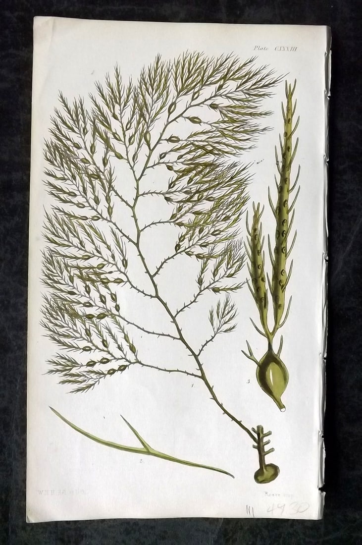 Harvey, William 1846 Hand Col Seaweed Print. Cystoseira Fibrosa 133: Lithograph Published 1846-51, London for "Phycologia Britannica: or a History of British Sea-Weeds" First Edition by William Henry Harvey. Fine hand colour as issued. With accompanying desriptive text
