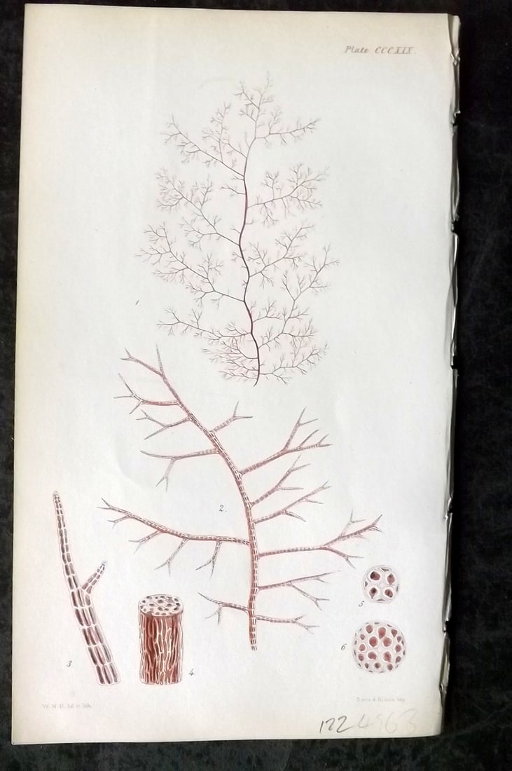 Harvey, William 1846 Hand Col Seaweed Print. Polysiphonia Carmichaeliana 319: Lithograph Published 1846-51, London for "Phycologia Britannica: or a History of British Sea-Weeds" First Edition by William Henry Harvey. Fine hand colour as issued. With accompanying desriptive text