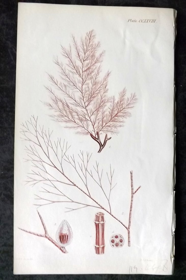 Harvey, William 1846 Hand Col Seaweed Print. Polysiphonia Griffithsiana 228: Lithograph Published 1846-51, London for "Phycologia Britannica: or a History of British Sea-Weeds" First Edition by William Henry Harvey. Fine hand colour as issued. With accompanying desriptive text