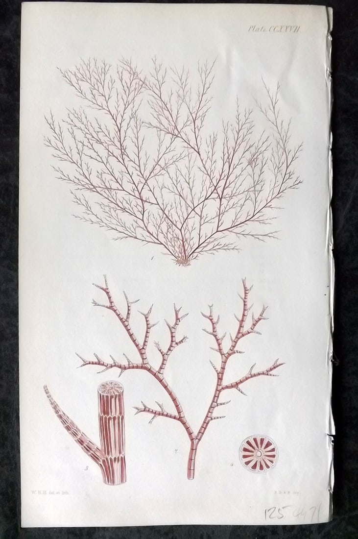 Harvey, William 1846 Hand Col Seaweed Print. Polysiphonia Subulifera 227: Lithograph Published 1846-51, London for "Phycologia Britannica: or a History of British Sea-Weeds" First Edition by William Henry Harvey. Fine hand colour as issued. With accompanying desriptive text