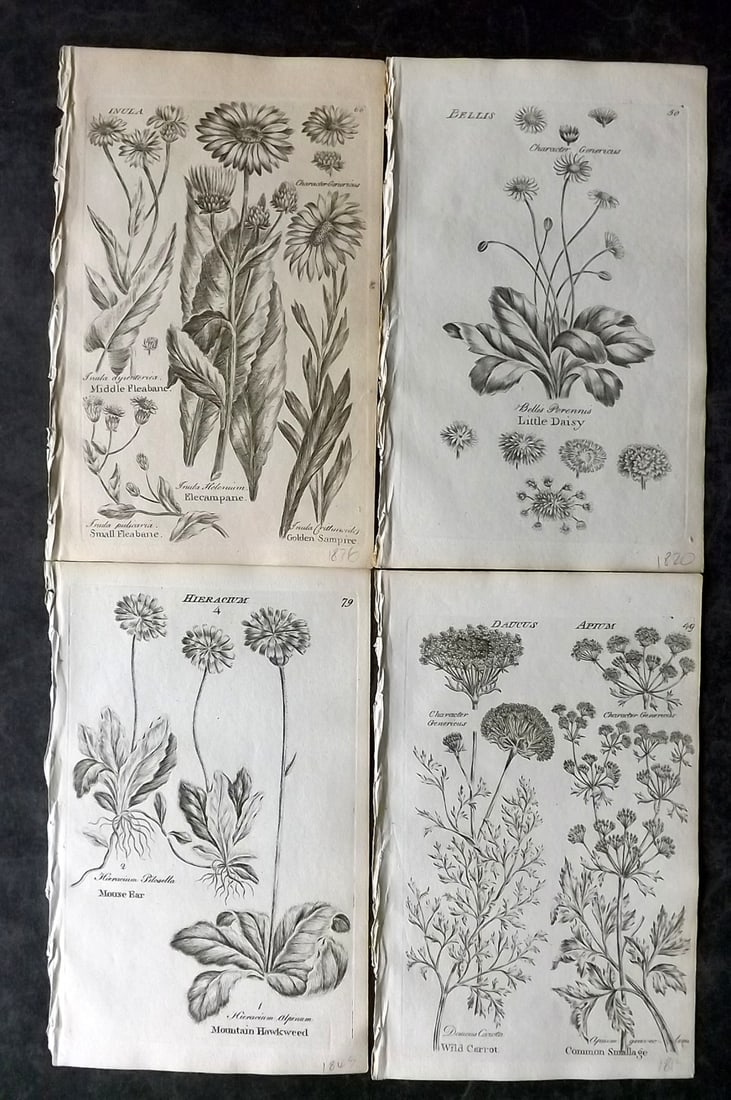 Hill & Culpeper 1802 Lot of 4 Antique Botanical Prints (1 of 2)