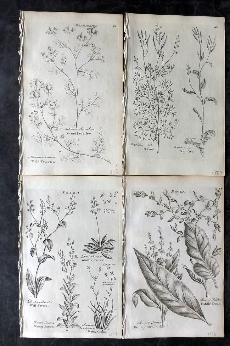 Hill & Culpeper 1802 Lot of 4 Antique Botanical Prints (1 of 2)