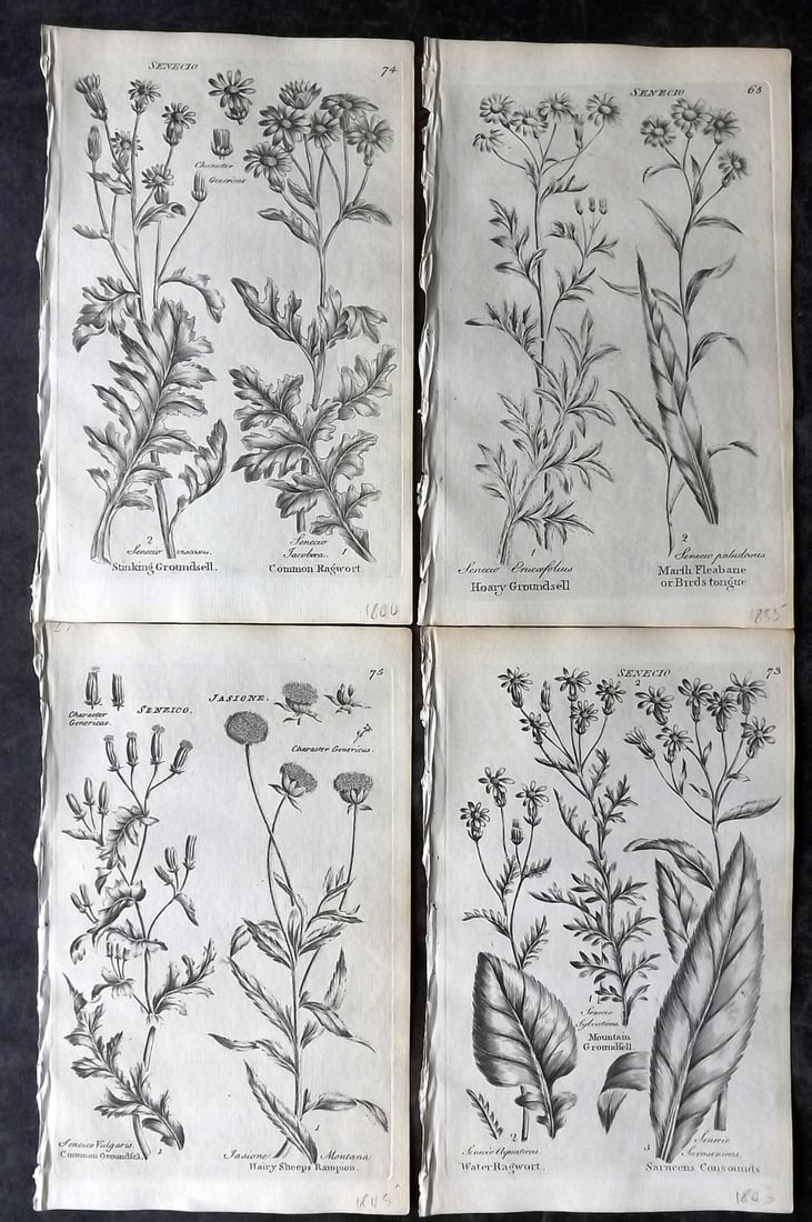 Hill & Culpeper 1802 Lot of 4 Antique Botanical Prints (1 of 2)