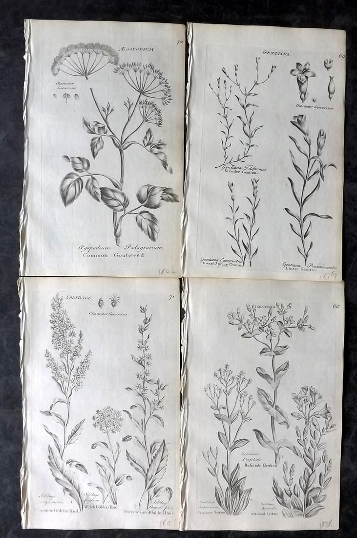 Hill & Culpeper 1802 Lot of 4 Antique Botanical Prints (1 of 1)