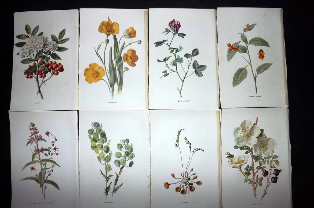 Hulme, Edward C1900 Lot of 8 Botanical Prints. Wild Flowers: Offset Lithographs Published C1900, London for "Familiar Wild Flowers" by F. Edward Hulme & Shirley Hibberd. Paper Size: 7.5 x 5 inch (19 x 13cm) Good Condition