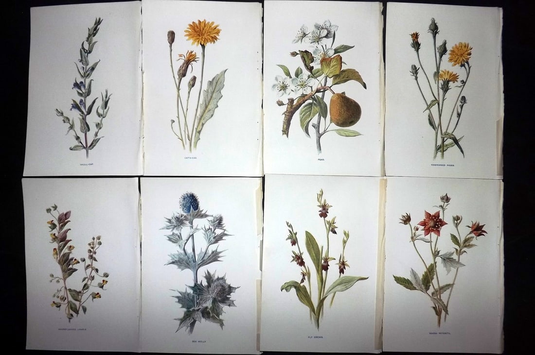 Hulme, Edward C1900 Lot of 8 Botanical Prints. Wild Flowers: Offset Lithographs Published C1900, London for "Familiar Wild Flowers" by F. Edward Hulme & Shirley Hibberd. Paper Size: 7.5 x 5 inch (19 x 13cm) Good Condition
