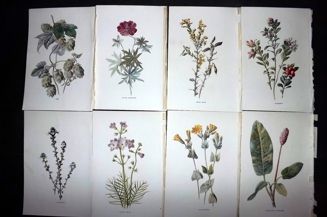 Hulme, Edward C1900 Lot of 8 Botanical Prints. Wild Flowers: Offset Lithographs Published C1900, London for "Familiar Wild Flowers" by F. Edward Hulme & Shirley Hibberd. Paper Size: 7.5 x 5 inch (19 x 13cm) Good Condition