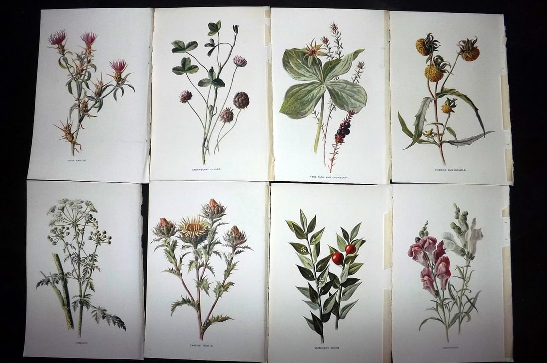 Hulme, Edward C1900 Lot of 8 Botanical Prints. Wild Flowers: Offset Lithographs Published C1900, London for "Familiar Wild Flowers" by F. Edward Hulme & Shirley Hibberd. Paper Size: 7.5 x 5 inch (19 x 13cm) Good Condition