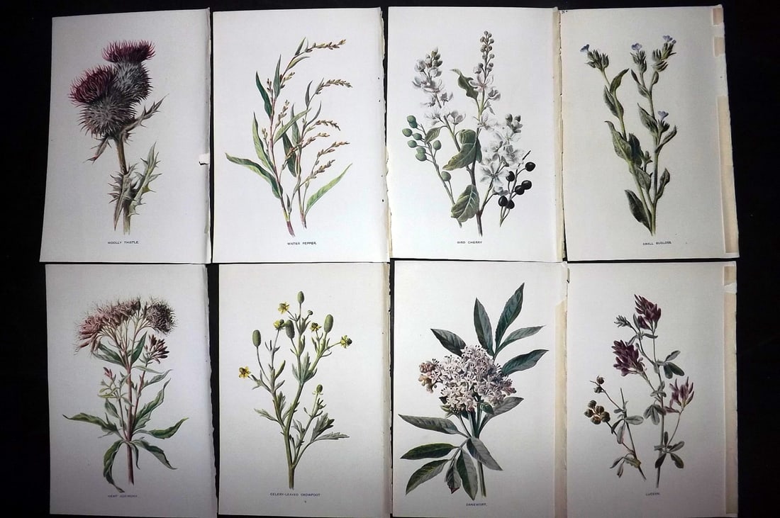 Hulme, Edward C1900 Lot of 8 Botanical Prints. Wild Flowers: Offset Lithographs Published C1900, London for "Familiar Wild Flowers" by F. Edward Hulme & Shirley Hibberd. Paper Size: 7.5 x 5 inch (19 x 13cm) Good Condition