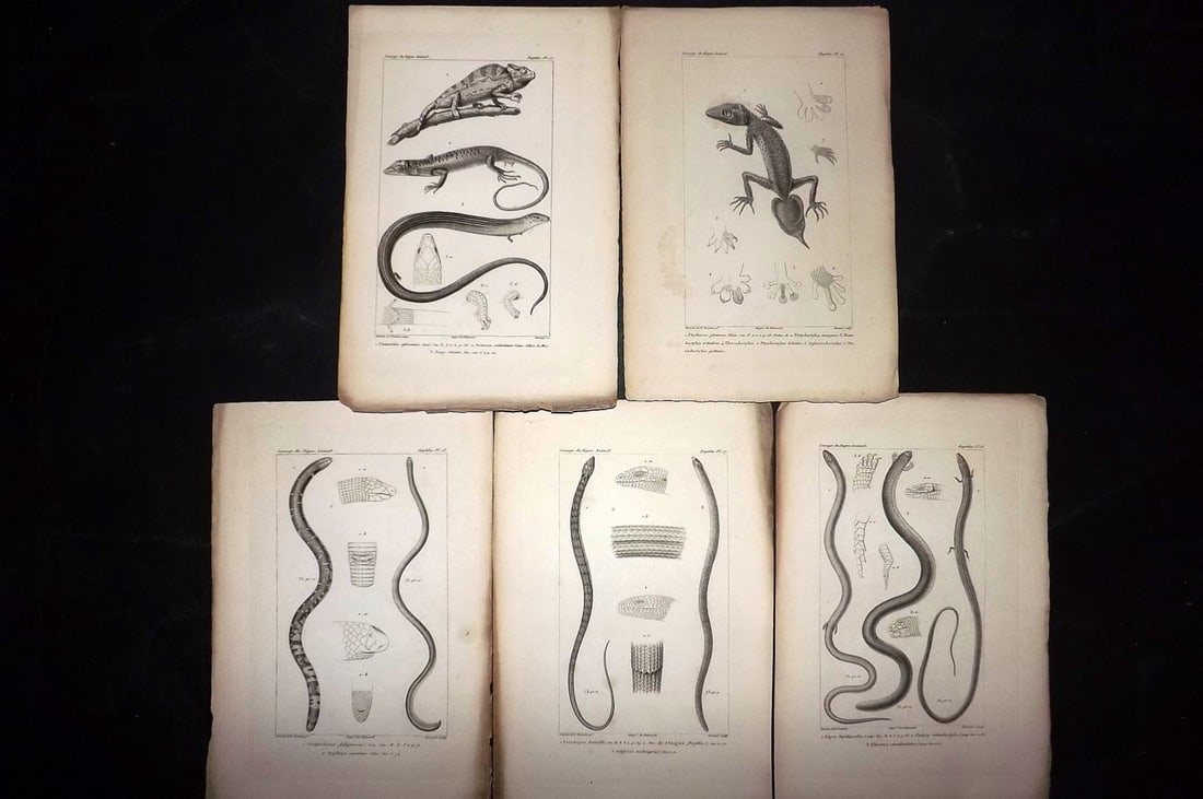 Cuvier, Baron C1830 Lot of 5 Prints. Lizards & Worm Lizards (1 of 2)