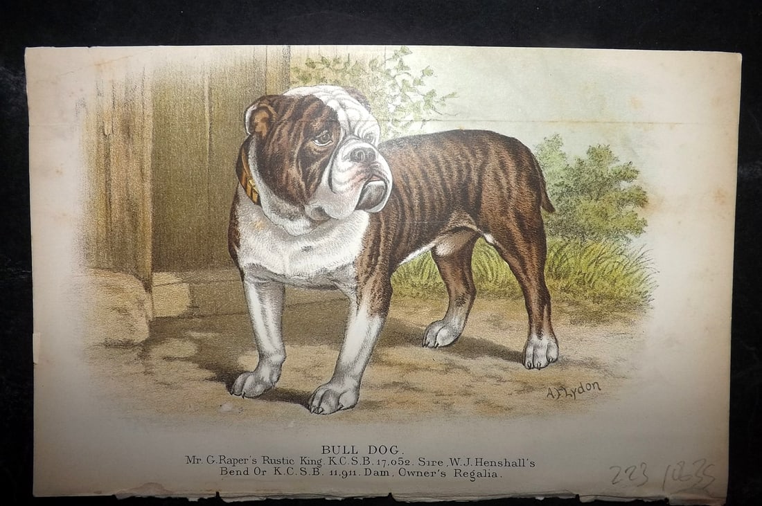 Dalziel, Hugh 1880s Antique Dog Print. Bull Dog: Colour Printed Woodblock Published 1880's, London for "British Dogs..." by Hugh Dalziel. Reverse side blank. Paper Size: 8 x 5 inch (21 x 13cm) Horizontal Fold as bound. Very minor margin toning. Good