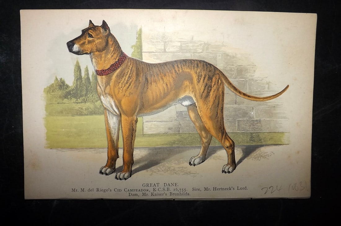 Dalziel, Hugh 1880s Antique Dog Print. Great Dane: Colour Printed Woodblock Published 1880's, London for "British Dogs..." by Hugh Dalziel. Reverse side blank. Paper Size: 8 x 5 inch (21 x 13cm) Good Condition