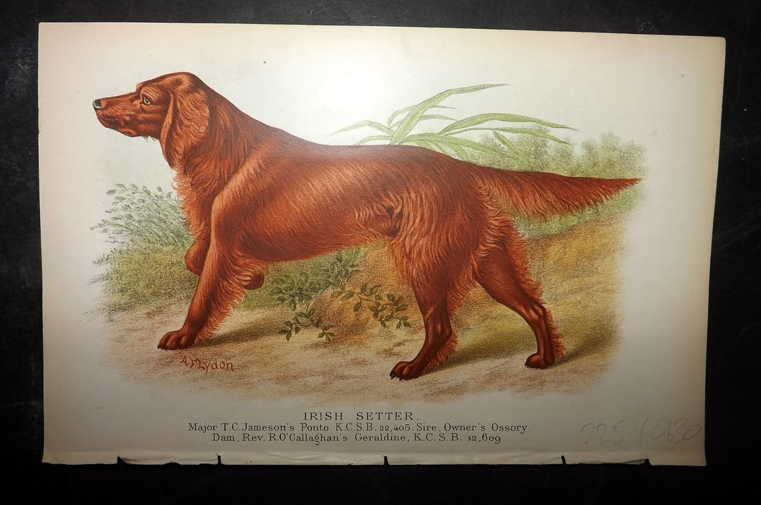 Dalziel, Hugh 1880s Antique Dog Print. Irish Setter: Colour Printed Woodblock Published 1880's, London for "British Dogs..." by Hugh Dalziel. Reverse side blank. Paper Size: 8 x 5 inch (21 x 13cm) Good Condition