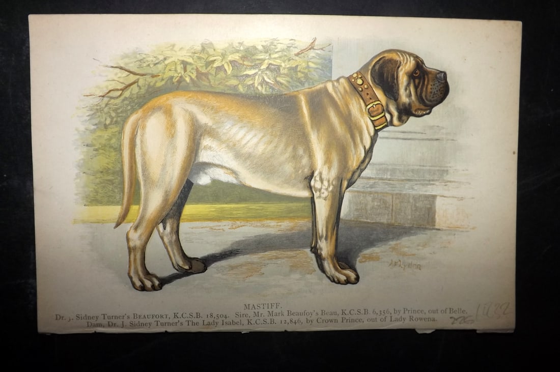 Dalziel, Hugh 1880s Antique Dog Print. Mastiff: Colour Printed Woodblock Published 1880's, London for "British Dogs..." by Hugh Dalziel. Reverse side blank. Paper Size: 8 x 5 inch (21 x 13cm) Good Condition