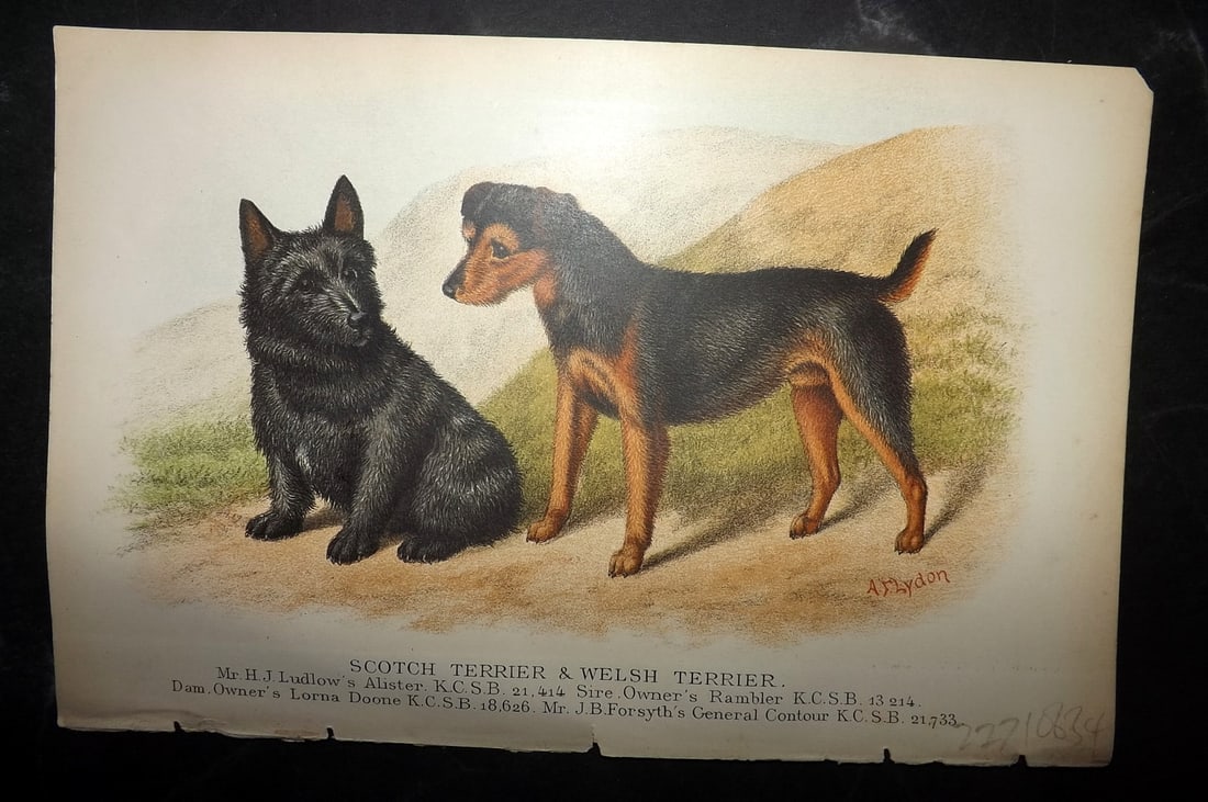 Dalziel, Hugh 1880s Antique Dog Print. Scotch & Welsh Terrier: Colour Printed Woodblock Published 1880's, London for "British Dogs..." by Hugh Dalziel. Reverse side blank. Paper Size: 8 x 5 inch (21 x 13cm) Good Condition
