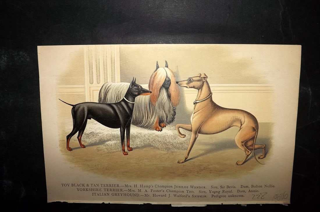 Dalziel, Hugh 1880s Antique Dog Print. Toy Black & Tan Terrier, Yorkshire Terrier, Italian Greyhound (1 of 1)