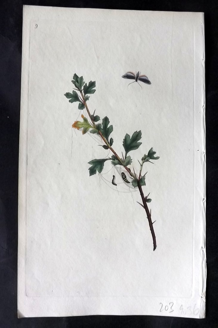 Donovan, Edward 1790's Hand Col Insect Print. Small Ermine Moth 09: Hand Colored Etchings Published 1796-1813, London for "The Natural History of British Insects" by Edward Donovan. With accompanying descriptive text. Paper Size: 9.5 x 6 inch (24 x 15cm) Good Conditio
