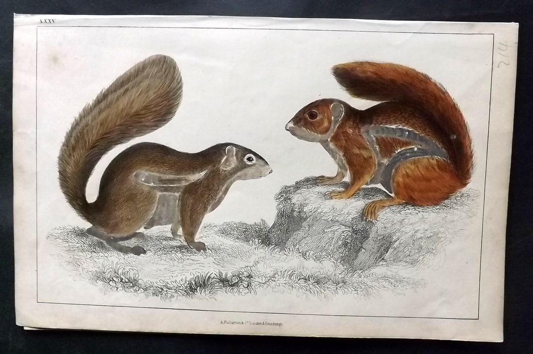 Goldsmith, Oliver C1850 Hand Col Print. Squirrels: Hand Colored Etching/Engraving Published C1850 by A. Fullarton & Co., London for "A History of the Earth and Animated Nature" by Oliver Goldsmith. Paper Size: 10 x 6 inch (25 x 16cm) Good Condition