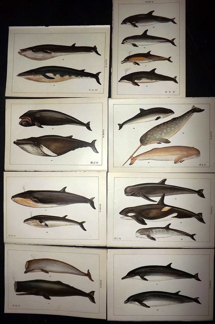 Gordon, W. J. C1900 Lot of 8 Prints. Whales, Dolphins, Narwhal (1 of 2)