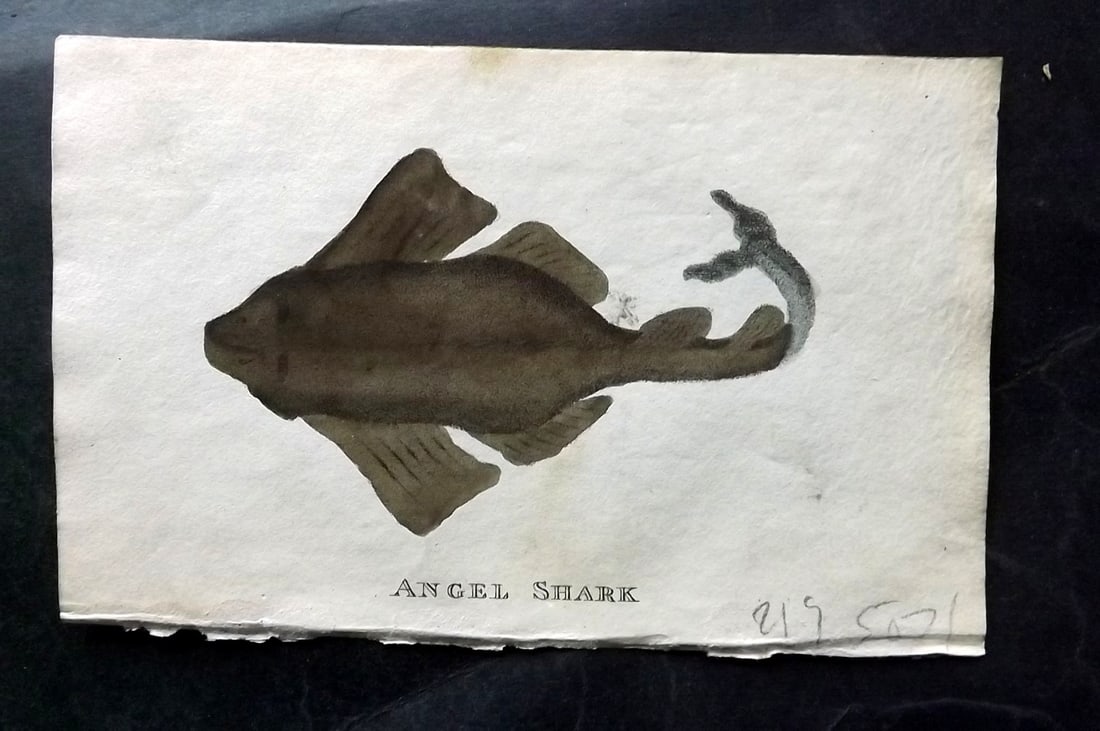 Holloway, William 1804 Hand Col Fish Print. Angel Shark (1 of 1)