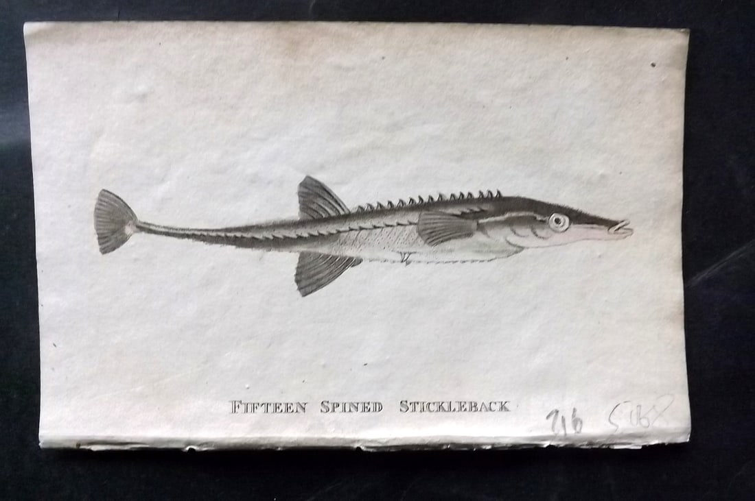 Holloway, William 1804 Hand Col Fish Print. Fifteen Spined Stickleback: Hand Colored Copper Plate Published 1803-04, London for "The British Museum; Or Elegant Repository of Natural History" by William Holloway and John Branch. Paper Size: 5 x 3.5 inch (13 x 9cm) Very min