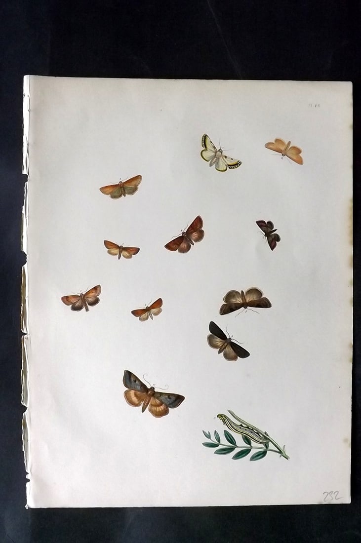 Humphreys & Westwood 1857 Hand Col Moth Print 54: Hand Colored Lithographs Published 1849, London for "British Moths and Their Transformations" by Henry Noel Humphreys & John Obadiah Westwood. Paper Size: 11 x 8.5 inch (28 x 22cm) Good Condition
