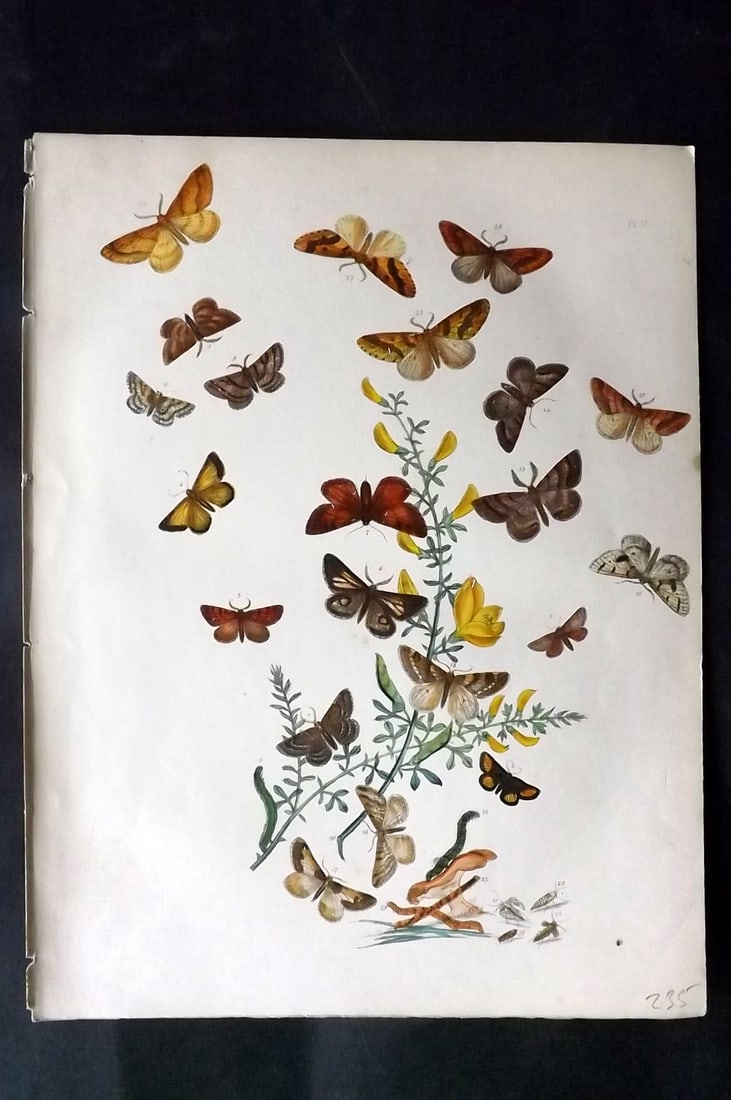Humphreys & Westwood 1857 Hand Col Moth Print 57: Hand Colored Lithographs Published 1849, London for "British Moths and Their Transformations" by Henry Noel Humphreys & John Obadiah Westwood. Paper Size: 11 x 8.5 inch (28 x 22cm) Good Condition