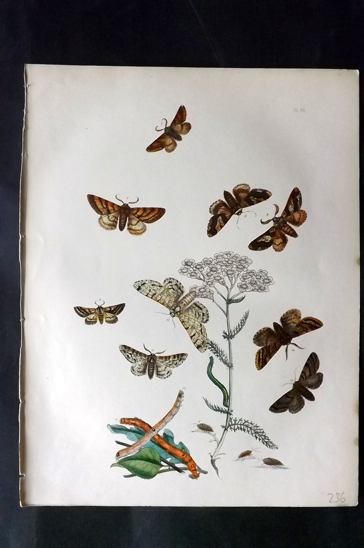 Humphreys & Westwood 1857 Hand Col Moth Print 58 (1 of 1)