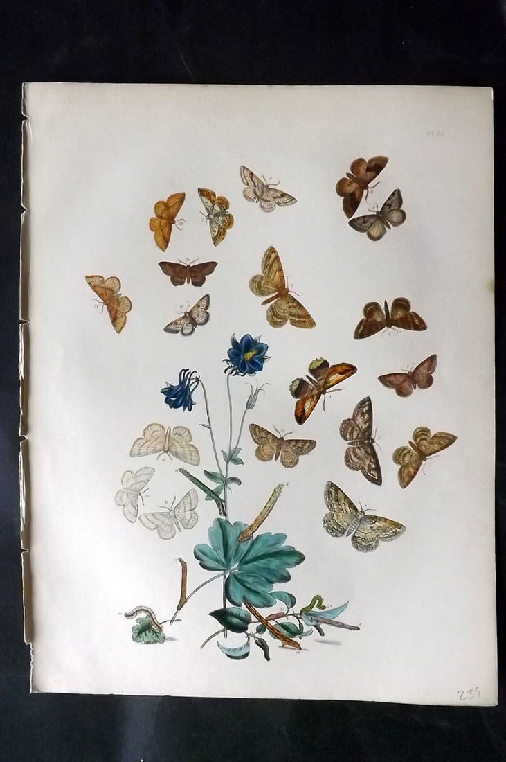 Humphreys & Westwood 1857 Hand Col Moth Print 61: Hand Colored Lithographs Published 1849, London for "British Moths and Their Transformations" by Henry Noel Humphreys & John Obadiah Westwood. Paper Size: 11 x 8.5 inch (28 x 22cm) Good Condition
