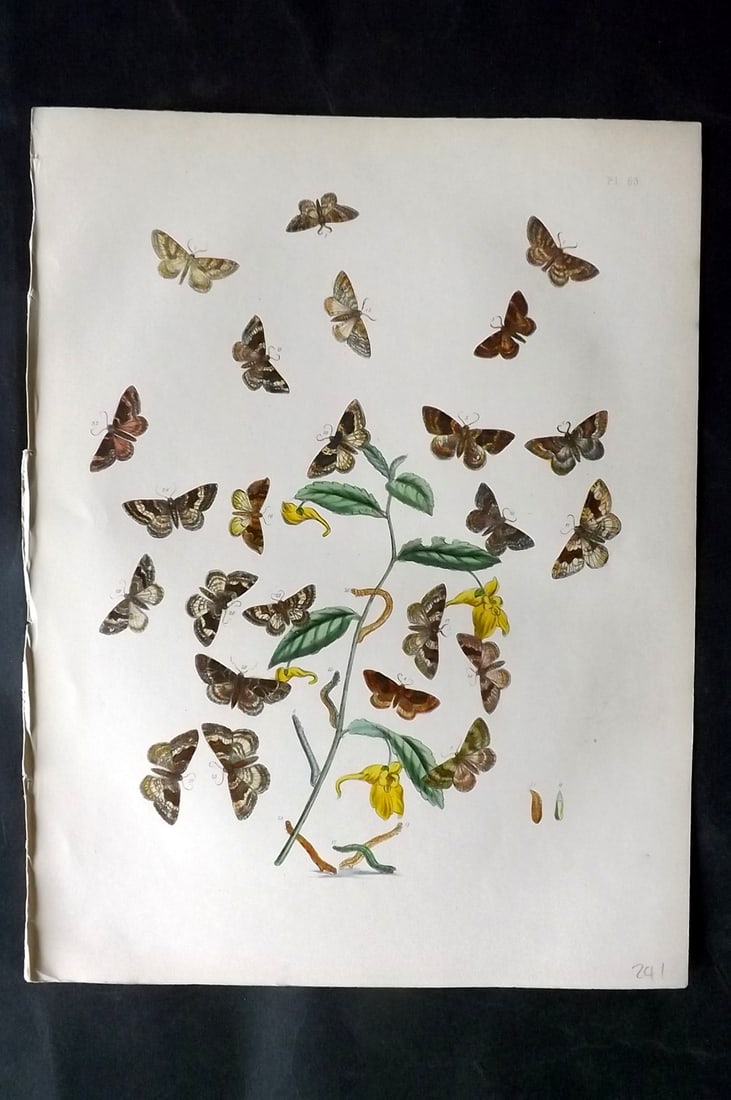Humphreys & Westwood 1857 Hand Col Moth Print 63: Hand Colored Lithographs Published 1849, London for "British Moths and Their Transformations" by Henry Noel Humphreys & John Obadiah Westwood. Paper Size: 11 x 8.5 inch (28 x 22cm) Good Condition