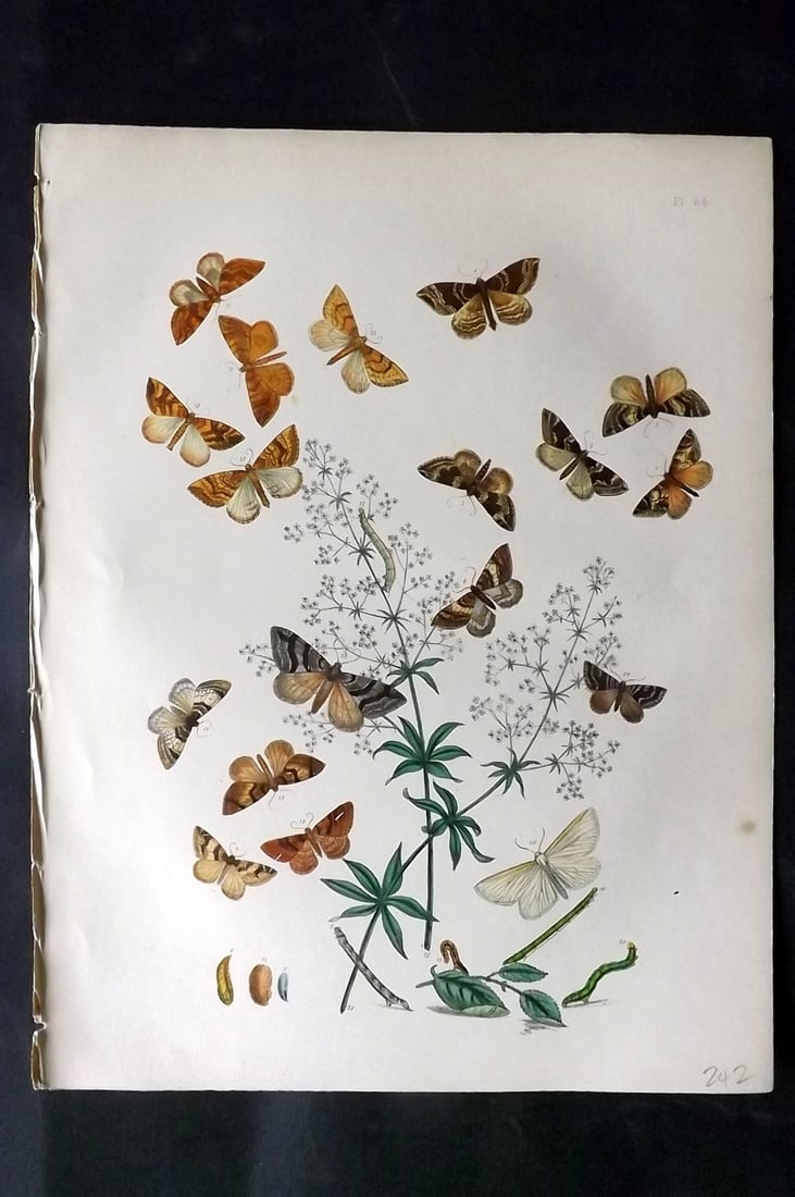 Humphreys & Westwood 1857 Hand Col Moth Print 64: Hand Colored Lithographs Published 1849, London for "British Moths and Their Transformations" by Henry Noel Humphreys & John Obadiah Westwood. Paper Size: 11 x 8.5 inch (28 x 22cm) Good Condition