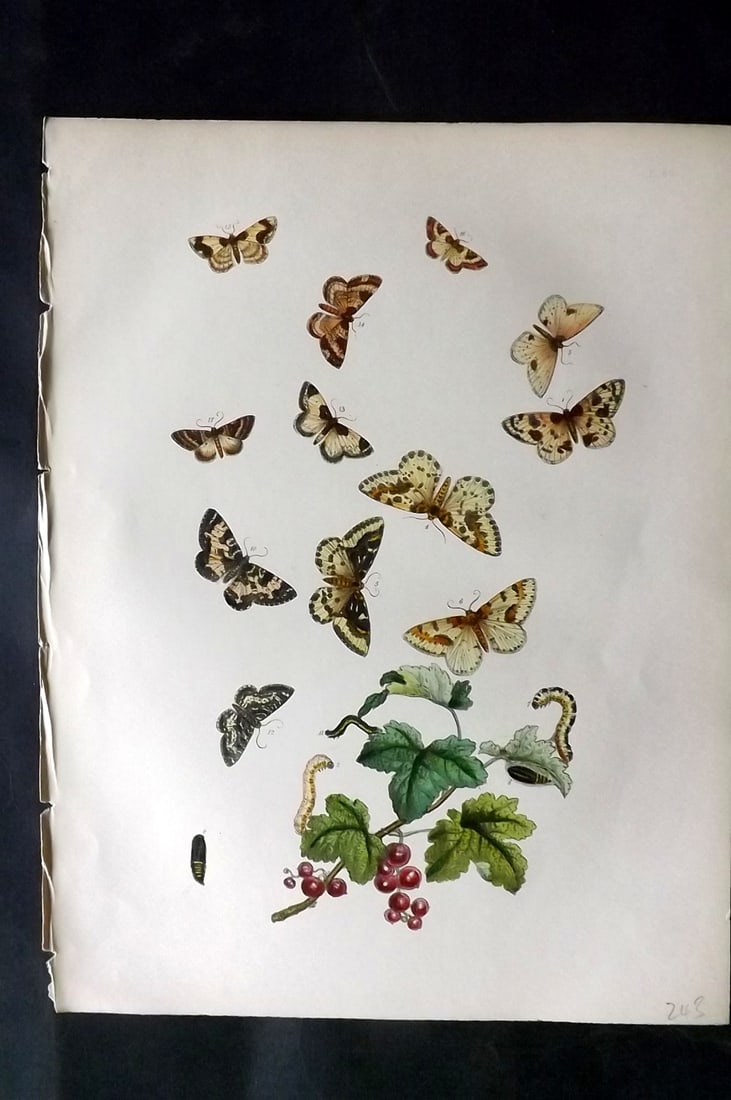 Humphreys & Westwood 1857 Hand Col Moth Print 65: Hand Colored Lithographs Published 1849, London for "British Moths and Their Transformations" by Henry Noel Humphreys & John Obadiah Westwood. Paper Size: 11 x 8.5 inch (28 x 22cm) Good Condition