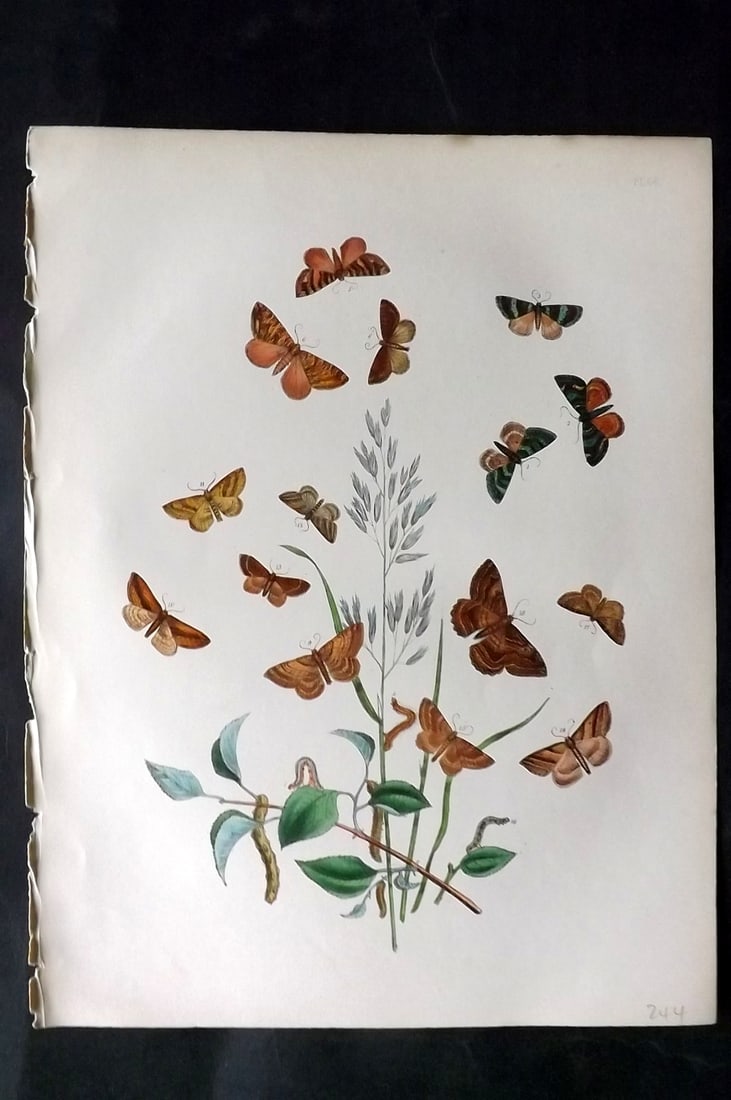 Humphreys & Westwood 1857 Hand Col Moth Print 66: Hand Colored Lithographs Published 1849, London for "British Moths and Their Transformations" by Henry Noel Humphreys & John Obadiah Westwood. Paper Size: 11 x 8.5 inch (28 x 22cm) Good Condition