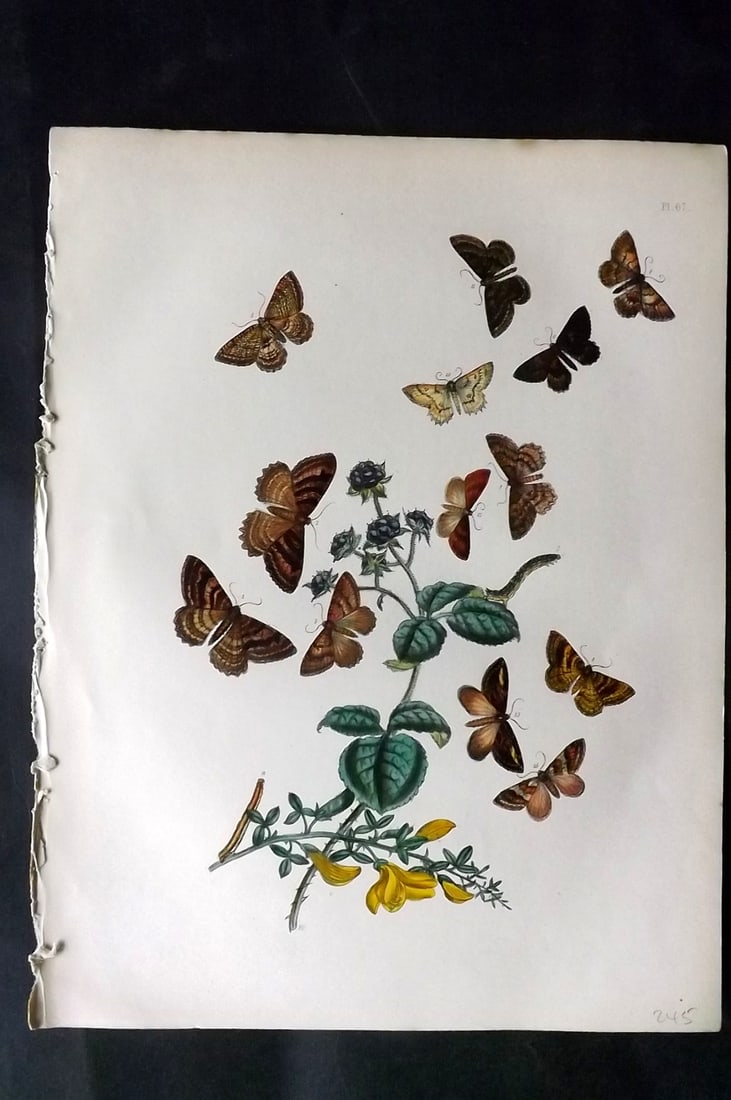 Humphreys & Westwood 1857 Hand Col Moth Print 67: Hand Colored Lithographs Published 1849, London for "British Moths and Their Transformations" by Henry Noel Humphreys & John Obadiah Westwood. Paper Size: 11 x 8.5 inch (28 x 22cm) Good Condition