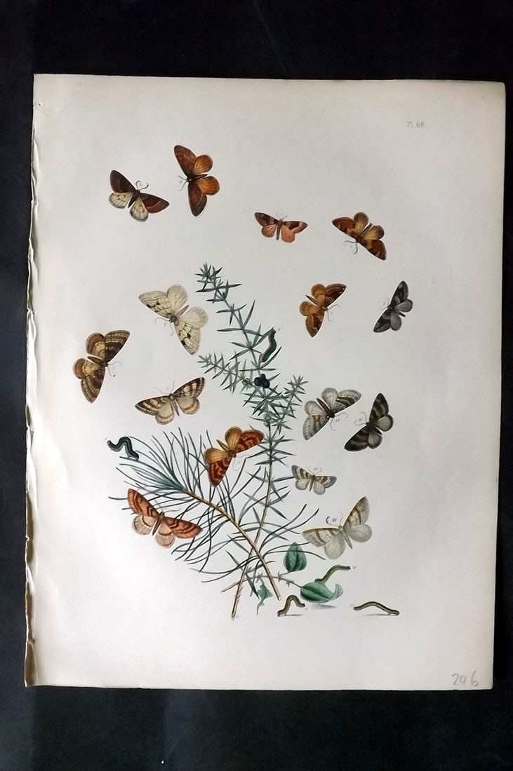Humphreys & Westwood 1857 Hand Col Moth Print 68: Hand Colored Lithographs Published 1849, London for "British Moths and Their Transformations" by Henry Noel Humphreys & John Obadiah Westwood. Paper Size: 11 x 8.5 inch (28 x 22cm) Good Condition
