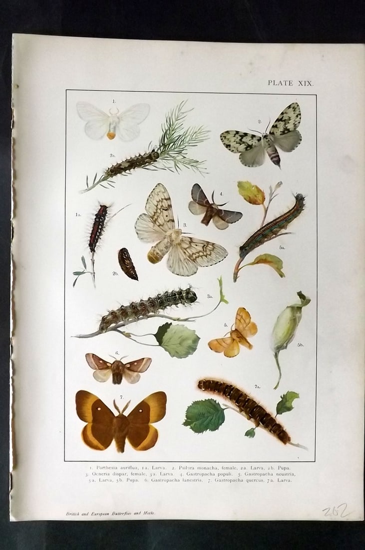 Kappel & Kirby C1895 Antique Moth Print 18: Lithographs Published C1895, London for "British and European Butterflies and Moths" by A. W. Kappel and W. Egmont Kirby. Paper Size: 11.5 x 8 inch (29 x 21cm) Good Condition