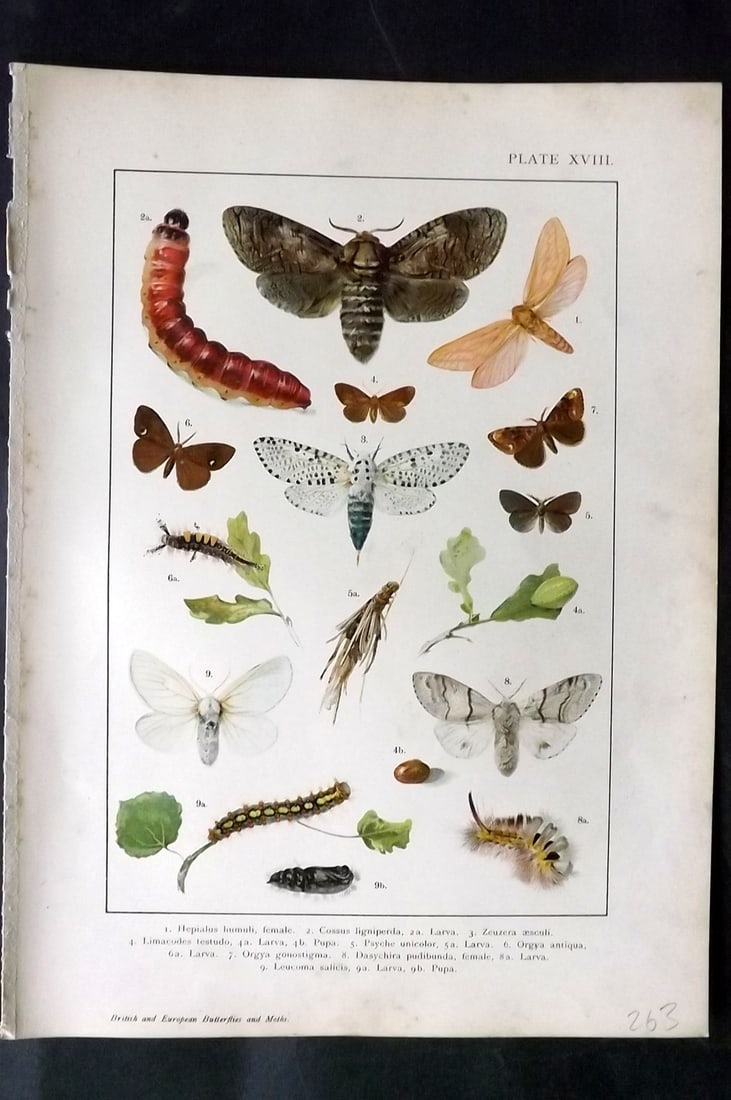 Kappel & Kirby C1895 Antique Moth Print 19: Lithographs Published C1895, London for "British and European Butterflies and Moths" by A. W. Kappel and W. Egmont Kirby. Paper Size: 11.5 x 8 inch (29 x 21cm) Good Condition