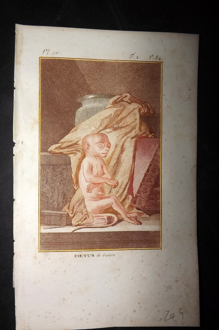 Latreille, Pierre-Andre 1800 Hand Col Monkey Print. Foetus de Guenon: Hand Colored Copper Plate Published 1800, Paris for "Histoire Naturelle des Singes" by Pierre-Andre Latreille and the Comte de Buffon. Paper Size: 8 x 4.75 inch (20 x 12cm) Very minor margin toning. G