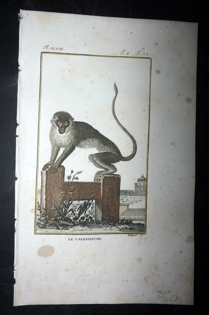 Latreille, Pierre-Andre 1800 Hand Col Monkey Print. La Callitriche (1 of 1)