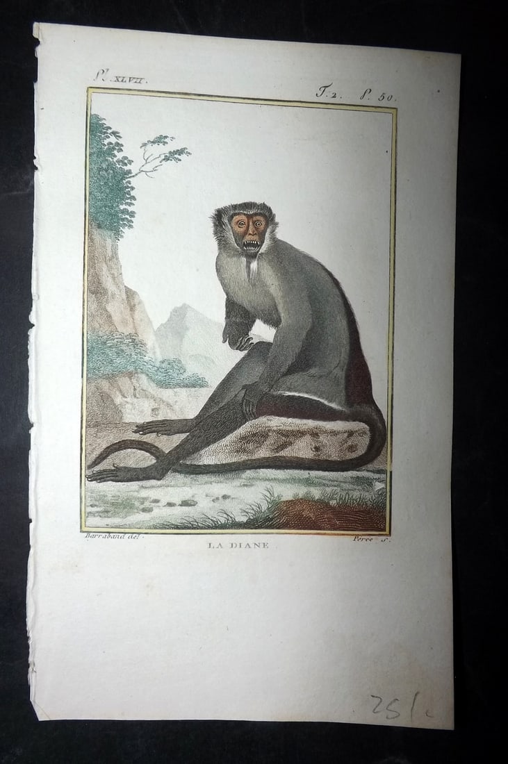 Latreille, Pierre-Andre 1800 Hand Col Monkey Print. La Diane (1 of 1)