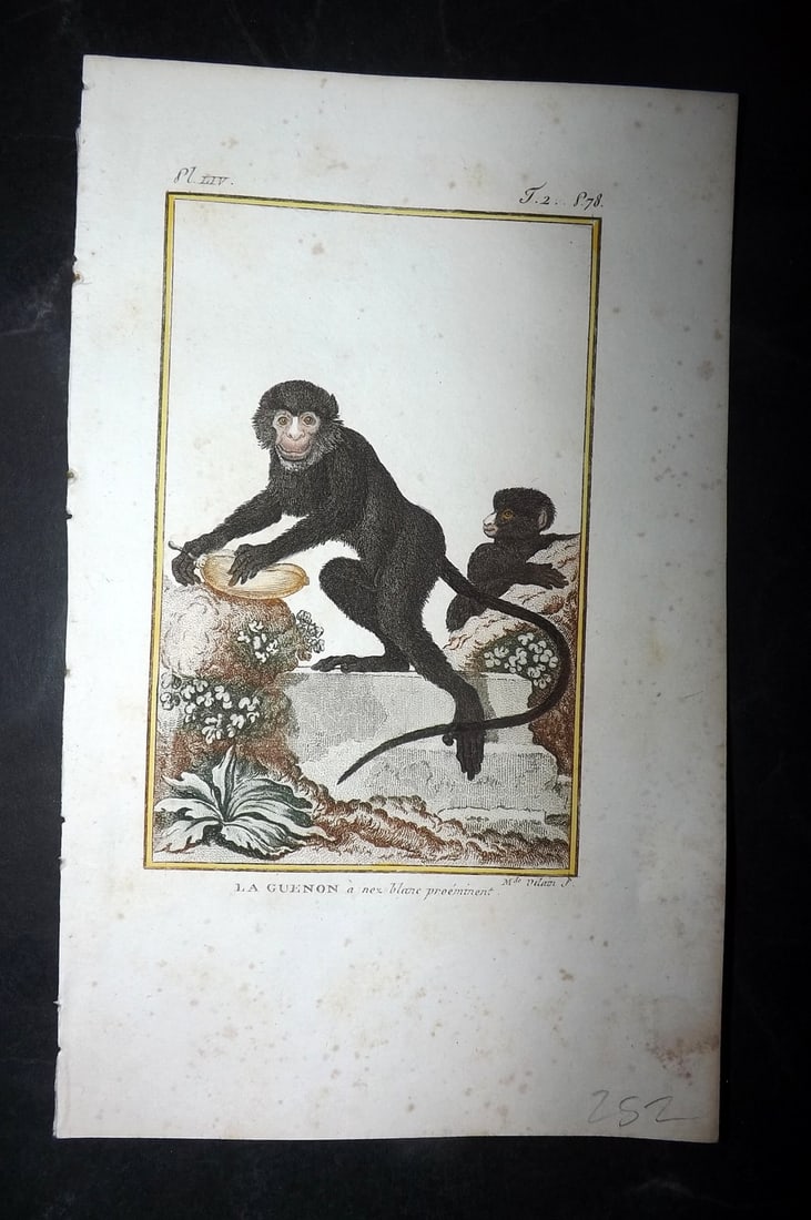 Latreille, Pierre-Andre 1800 Hand Col Monkey Print. La Guenon (1 of 1)