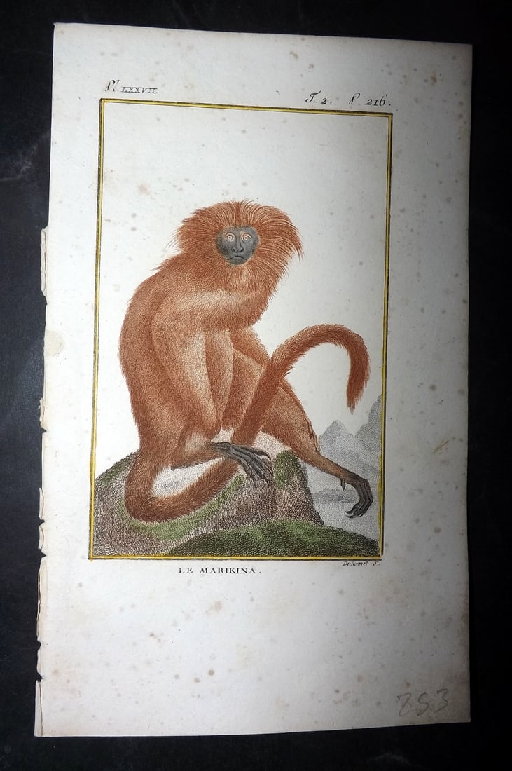 Latreille, Pierre-Andre 1800 Hand Col Monkey Print. La Marikina (1 of 1)