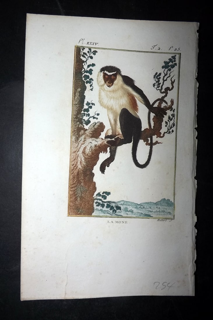 Latreille, Pierre-Andre 1800 Hand Col Monkey Print. La Mone (1 of 1)