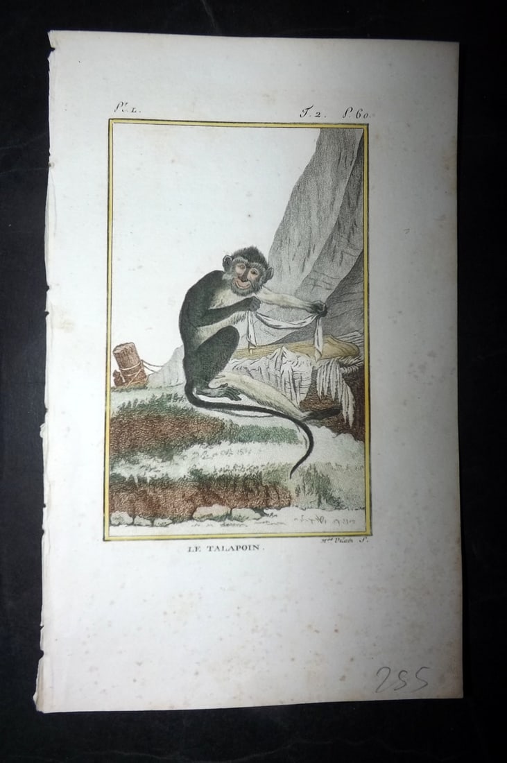 Latreille, Pierre-Andre 1800 Hand Col Monkey Print. La Talapoin (1 of 1)