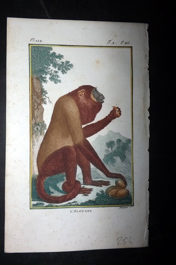 Latreille, Pierre-Andre 1800 Hand Col Monkey Print. L'Alouate: Hand Colored Copper Plate Published 1800, Paris for "Histoire Naturelle des Singes" by Pierre-Andre Latreille and the Comte de Buffon. Paper Size: 8 x 4.75 inch (20 x 12cm) Very minor toning. Good Con